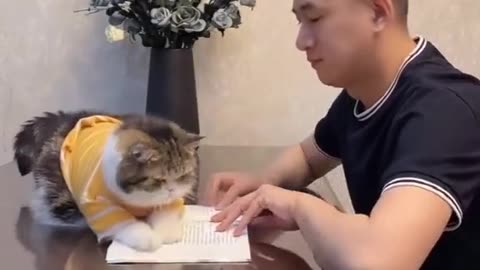 Cat play with man