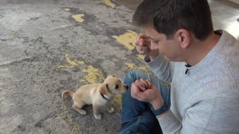 How to Train the FIRST 5 THINGS to ANY Puppy! Dog Training