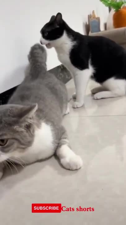 funny cats#shorts