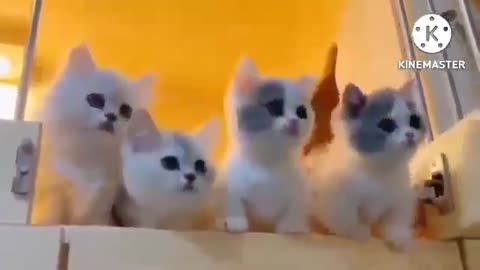 Funny animal video