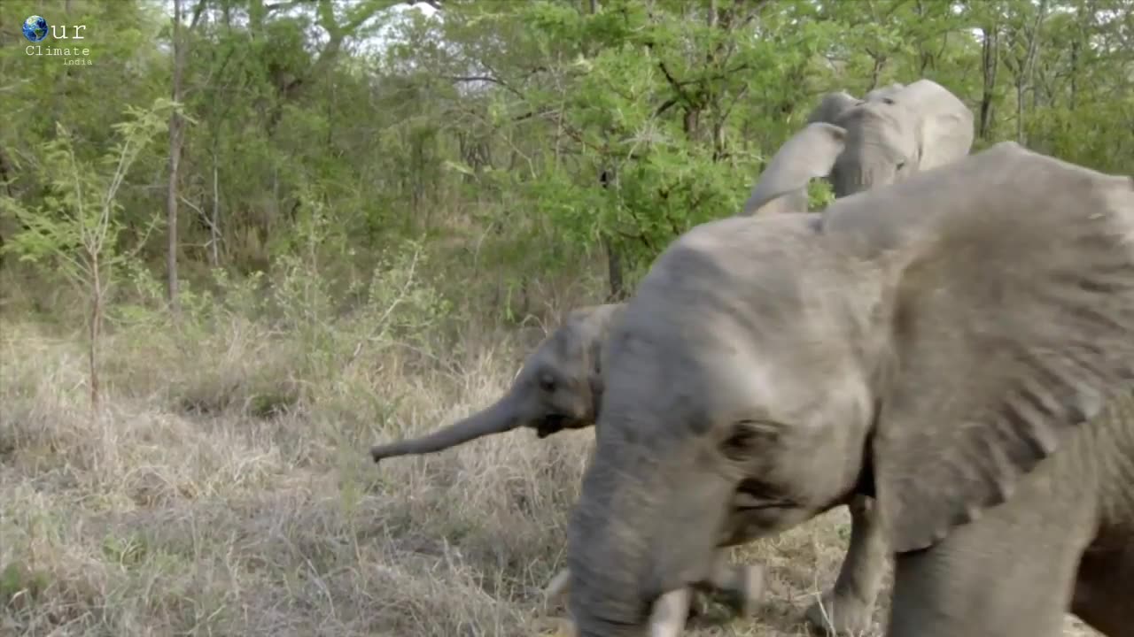 Hindi Language Documentary on the African Lion and Wildlife.