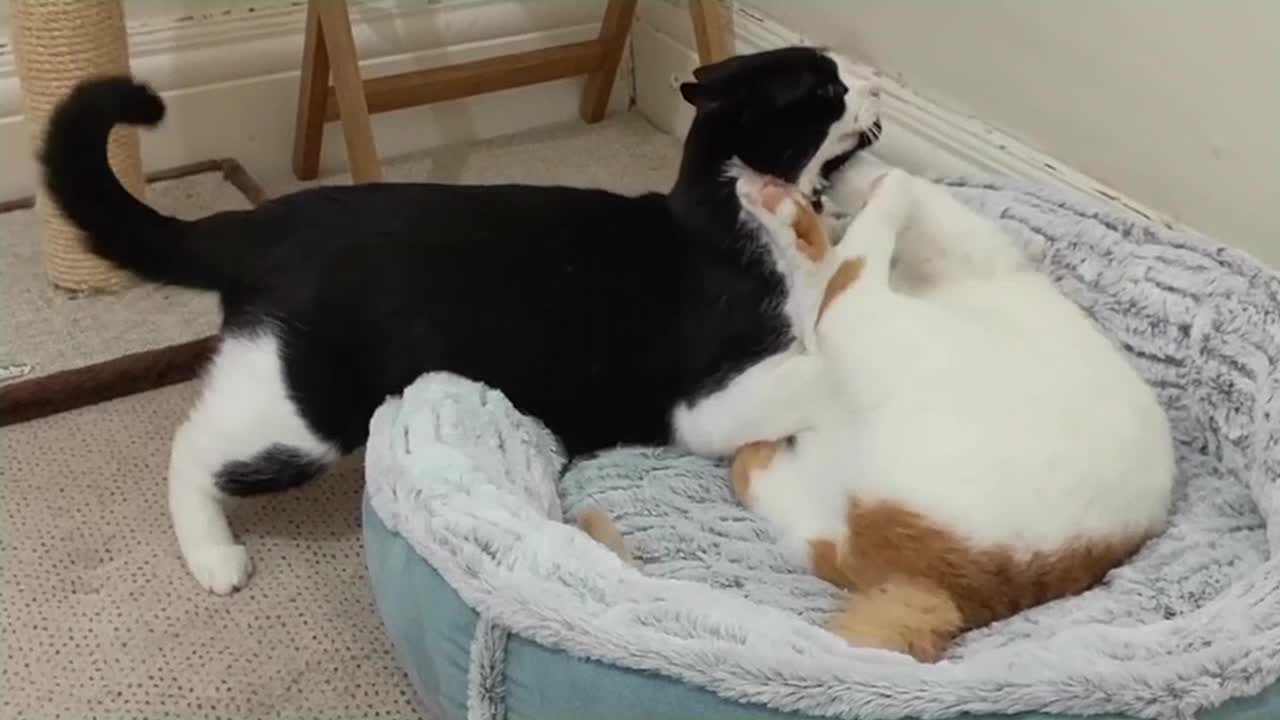 Cat Fights Another Cat To Reclaim Bed