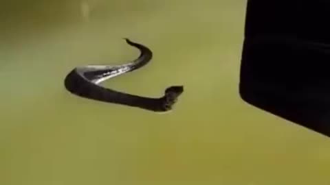 COTTONMOUTH SITTING ON TOP OF WATER CHECKING OUT A KAYAKER