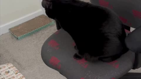 Adopting a Cat from a Shelter Vlog - Cute Precious Piper Decides to Not Redecorate Today #shorts