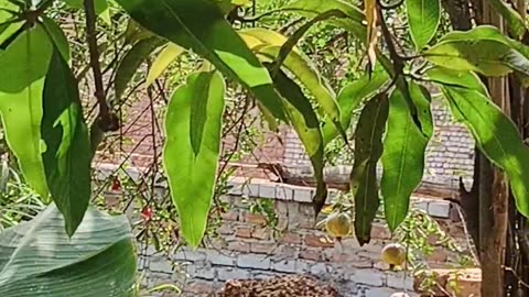 Mango tree