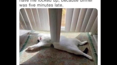 Random Memes 619