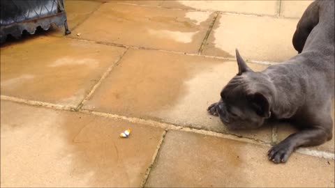 Funny French Bulldogs Compilation // TRY NOT TO LAUGH!!