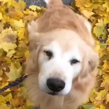 Puppy completely baffled 😾😿🐻😻😹🐱
