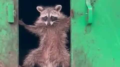 Mission Impossible: Dumpster Dive 🦝🦝🦝