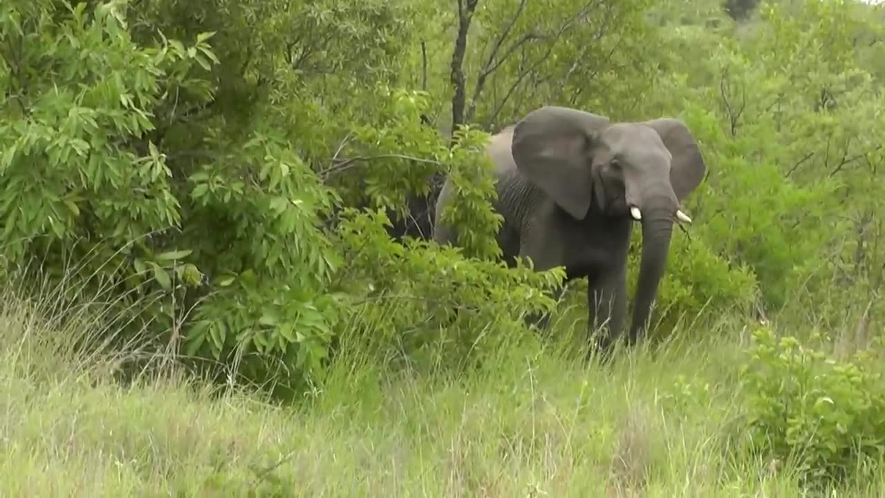 Elephant charging!!