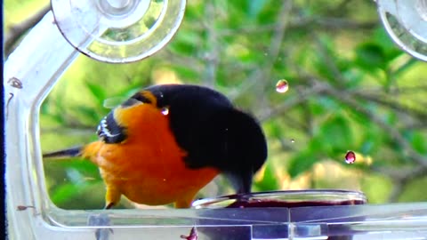 Oriole