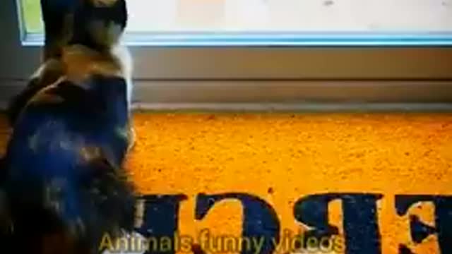 Funny Cat Animals New Videos 2022 | Animals Funny Videos !!! #animals #shorts #funnyvideo #funny