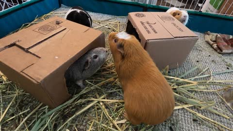 A wheek in the life of a guinea pig! (2021 Week 33)