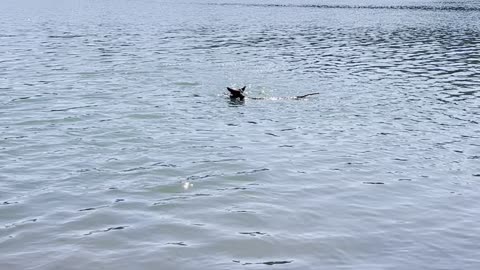 Swimming at Suttle Lake.