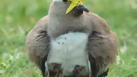 Yellow Wattled Lapwing.