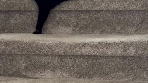 Adopting a Cat from a Shelter Vlog - Cute Precious Piper Measures the Step with Her Leg #shorts