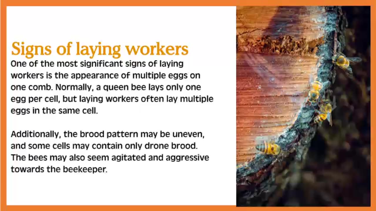 What You Need to Know About Laying Worker Bees