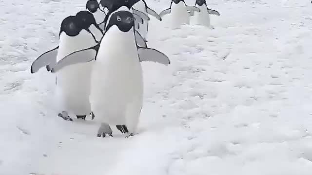 see how the penguins walk together😍