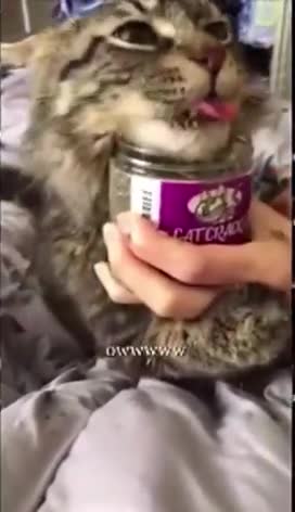 Laugh break. Sound up👂