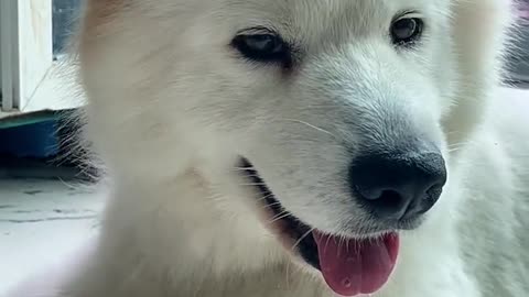 Am I cute, Samoyed