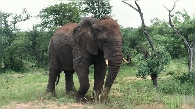 An African Elephant Spraying Dirt Over It's Body Wildlife Africa