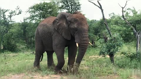 An African Elephant Spraying Dirt Over It's Body Wildlife Africa