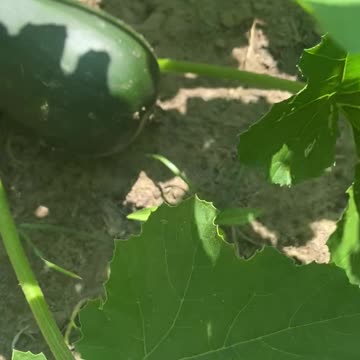 Off Grid Garden 🪴 Looking Good