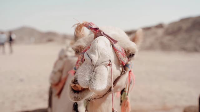 Funny Camel