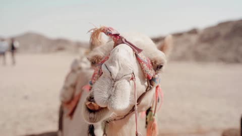 Funny Camel