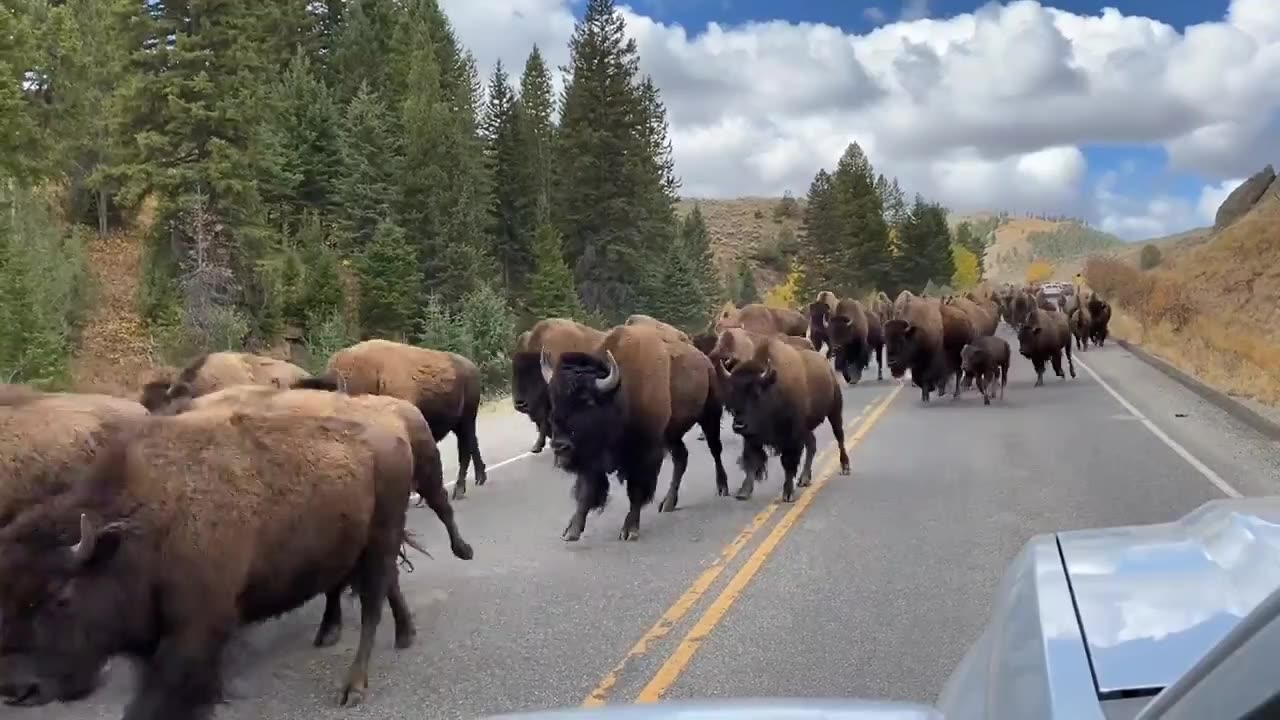 Buffalo Stampede in Yellowstone