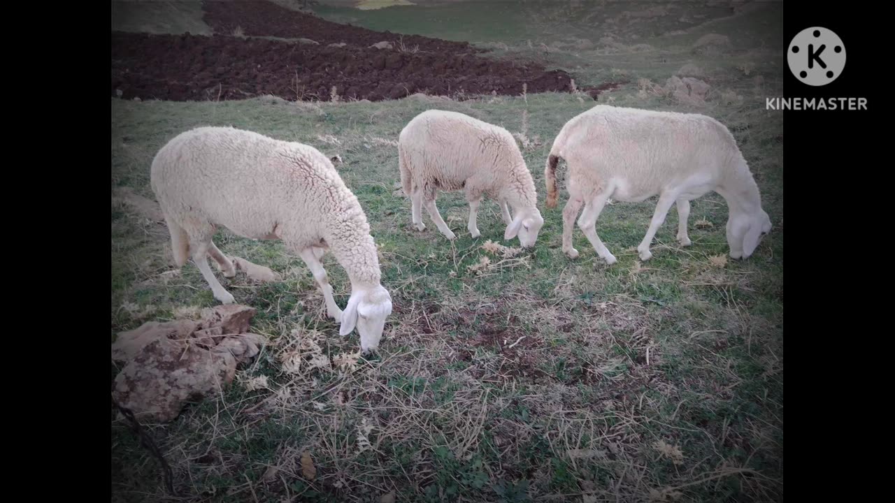 Sheeps video