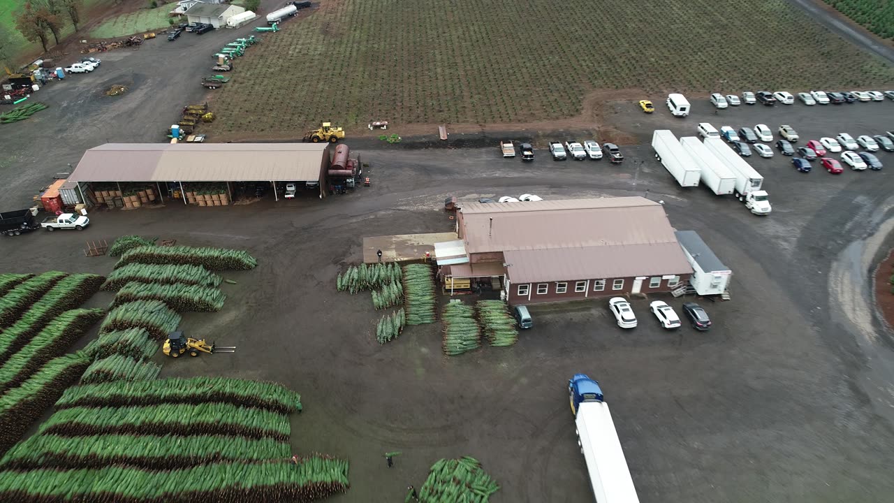 Oregon Christmas tree harvest 2024