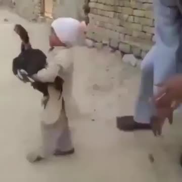 Coq coq coq 🐓🐓