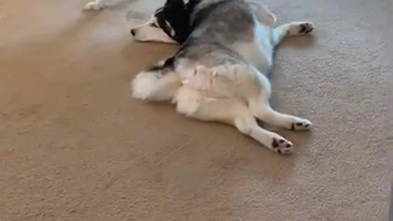 Husky Dog Throws Massive tantrum & won't wear collar !!!