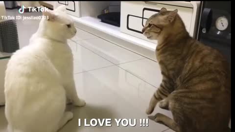 How Cats talking like human must watch