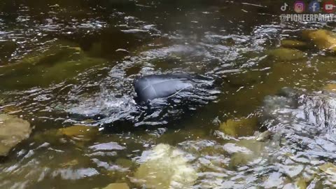 Why Is There So Much Gold In This River?