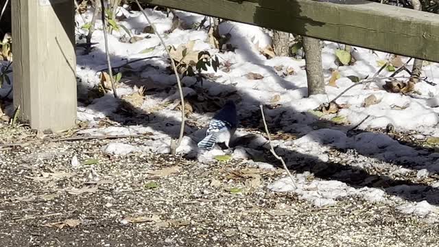 Blue Jay