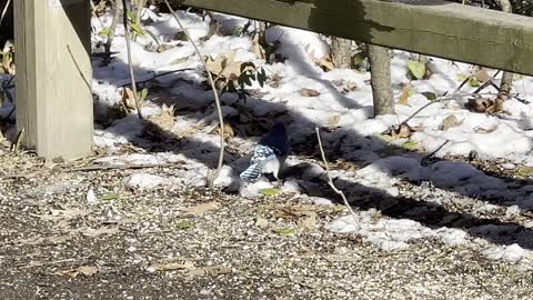 Blue Jay