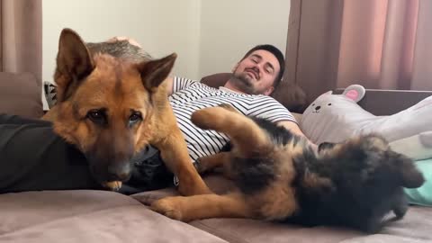 German Shepherd Protects his Human Dad from German Shepherd Puppy