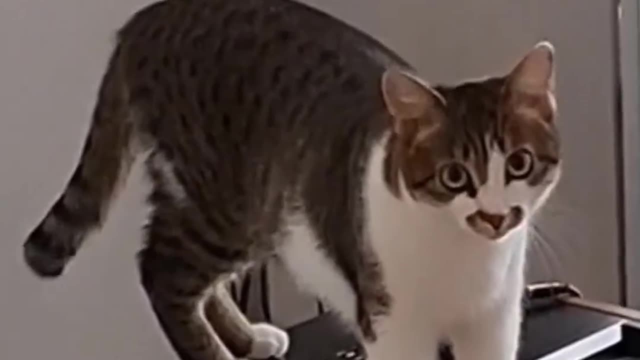 Meowzart in practice!