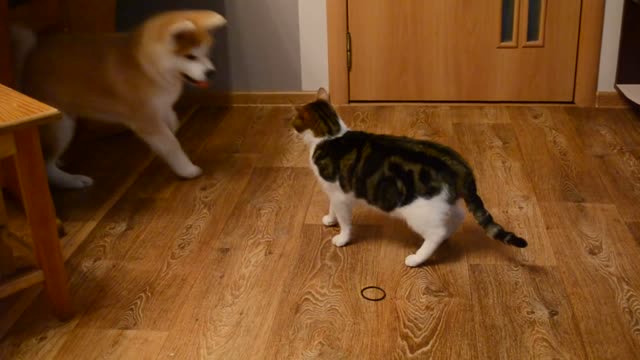 CUTE_CAT_AND_CUTE_DOG_VIDEO #CAT_DOG_FUNNY_video