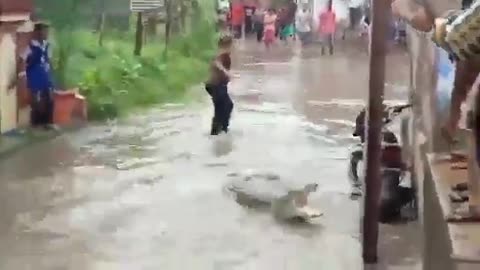 Rain ,Flood Chandigarh,Crocodile