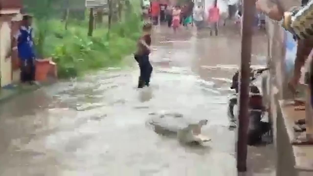 Rain ,Flood Chandigarh,Crocodile