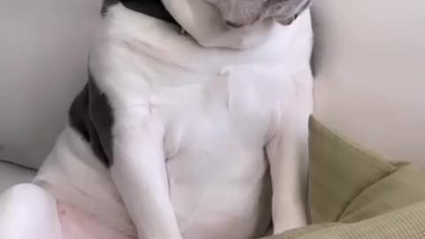 lovely expression dog