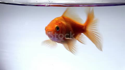 One of the best funny and comedic videos for fish