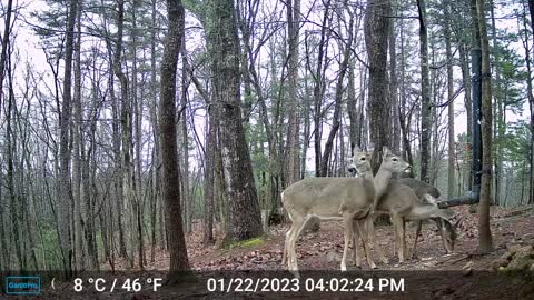 The Woods – 01/23/2023