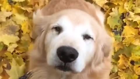 HAPPY DOG IS SO CUTE