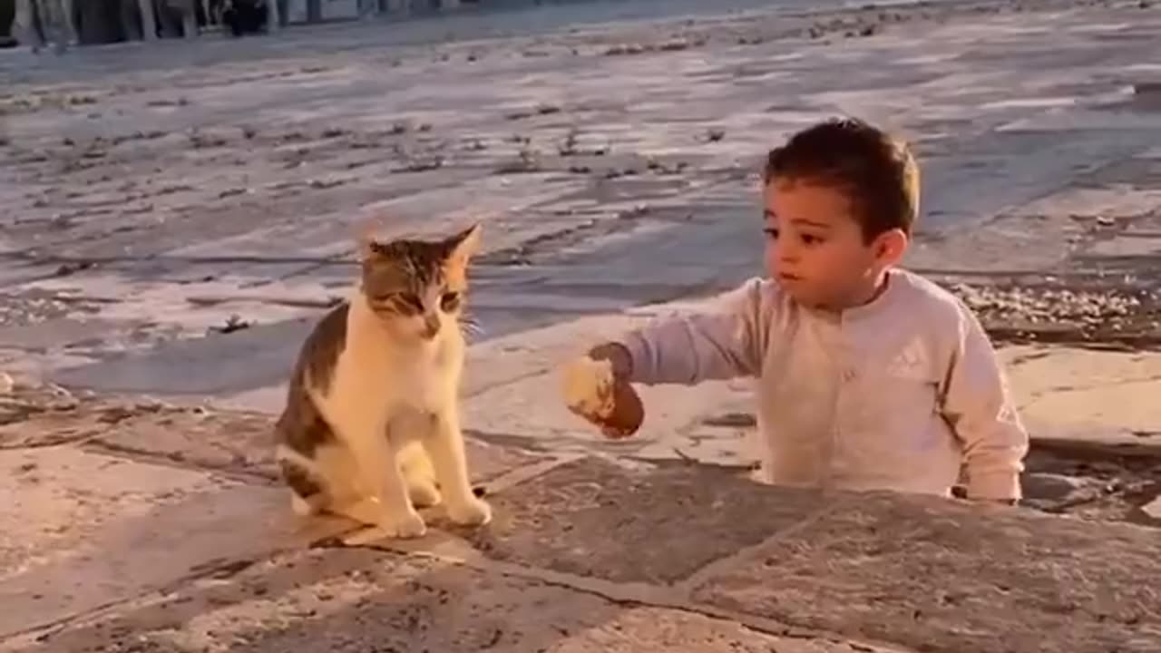 Palestinian boy shares his bread with a cat