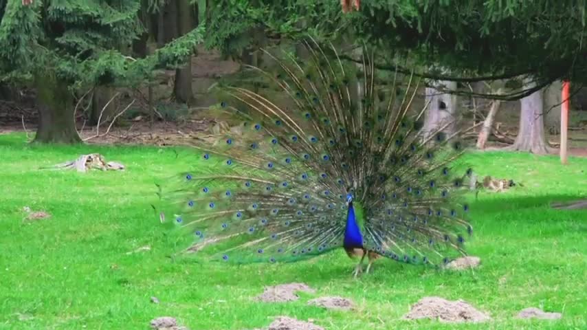 Relaxing clip of peacock Hd shots