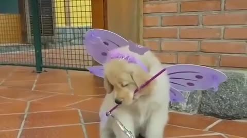 A dog with wings